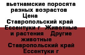 вьетнамские поросята разных возрастов › Цена ­ 2 500 - Ставропольский край, Ессентуки г. Животные и растения » Другие животные   . Ставропольский край,Ессентуки г.